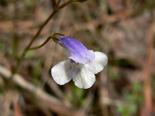 {Lindernia monticola}